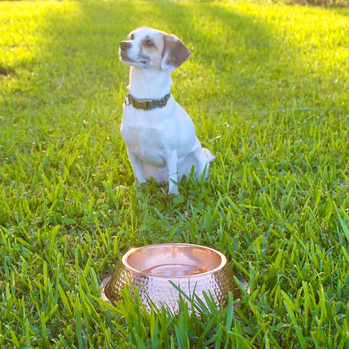 Handmade Pure Copper Pet Bowl
